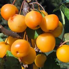 Attēlu rezultāti vaicājumam “Malus x zumi fruit”