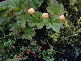 Attēlu rezultāti vaicājumam “Rubus chamaemorus”