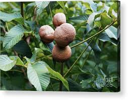 Attēlu rezultāti vaicājumam “Aesculus flava”