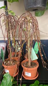 Attēlu rezultāti vaicājumam “Salix caprea”