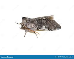 Attēlu rezultāti vaicājumam “Achlya flavicornis”