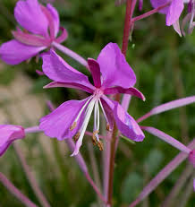 Attēlu rezultāti vaicājumam “Epilobium angustifolium”