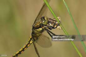 Attēlu rezultāti vaicājumam “Orthetrum cancellatum”