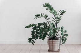 Image result for zamiokulkas