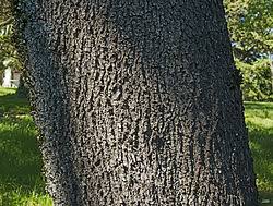 Attēlu rezultāti vaicājumam “Cercis siliquastrum”