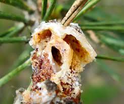 Attēlu rezultāti vaicājumam “Sacchiphantes abietis exuvia”