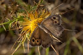 Attēlu rezultāti vaicājumam “Hyponephele lycaon male”