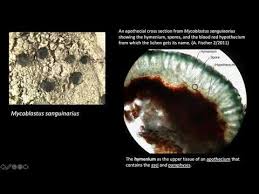 Attēlu rezultāti vaicājumam “Mycoblastus sanguinarius”