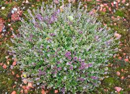 Attēlu rezultāti vaicājumam “Acinos arvensis”