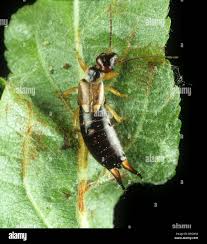 Attēlu rezultāti vaicājumam “Forficula auricularia female”