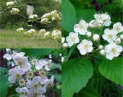 Attēlu rezultāti vaicājumam “Crataegus macracantha flower”