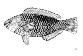 Image result for Scarus fuscopurpureus