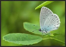 Attēlu rezultāti vaicājumam “Everes argiades underside”