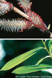 Attēlu rezultāti vaicājumam “Salix purpurea male flower”