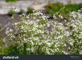 Attēlu rezultāti vaicājumam “Arenaria procera leaf”