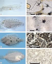 Image result for Paralichthys dentatus