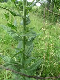 Image result for Verbascum blattaria