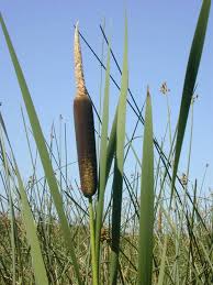 Attēlu rezultāti vaicājumam “Typha latifolia fruit”