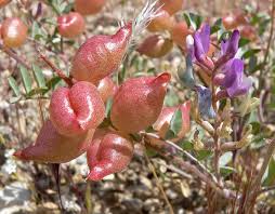 Attēlu rezultāti vaicājumam “Astragalus arenarius fruit”