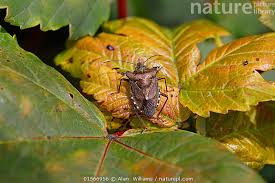 Attēlu rezultāti vaicājumam “Pentatoma rufipes”