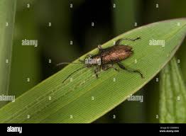 Attēlu rezultāti vaicājumam “Donacia”