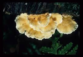 Attēlu rezultāti vaicājumam “Stereum fasciatum”