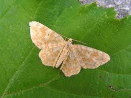 Attēlu rezultāti vaicājumam “Hydrelia flammeolaria”