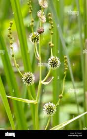 Attēlu rezultāti vaicājumam “Sparganium erectum aggr. flower”