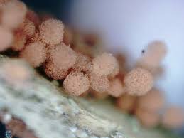 Attēlu rezultāti vaicājumam “Arcyria helvetica macro”