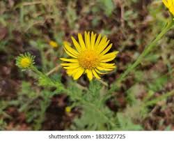 Attēlu rezultāti vaicājumam “Inula salicina flower”