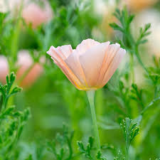 Attēlu rezultāti vaicājumam “Eschscholzia californica”