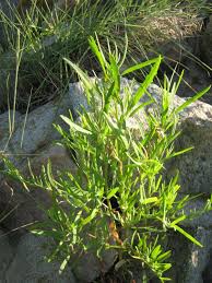 Attēlu rezultāti vaicājumam “Atriplex littoralis”