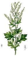 Image result for Artemisia vulgaris