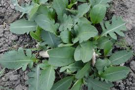 Attēlu rezultāti vaicājumam “Cirsium oleraceum”