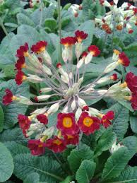 Attēlu rezultāti vaicājumam “Primula veris var. rubra flower”
