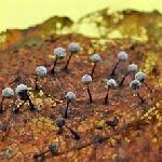 Attēlu rezultāti vaicājumam “Lycogala fuscoolearium young”