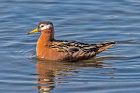 Attēlu rezultāti vaicājumam “Phalaropus fulicarius”