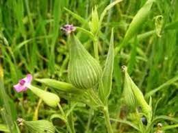 Attēlu rezultāti vaicājumam “Silene viscaria bud”