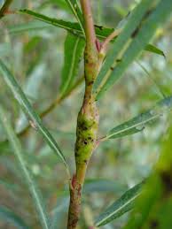 Attēlu rezultāti vaicājumam “Rabdophaga heterobia”