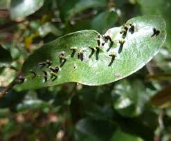 Attēlu rezultāti vaicājumam “Eriophyes padi”