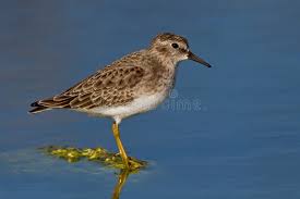 Image result for Calidris minutilla