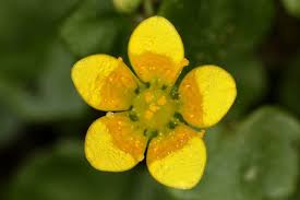 Attēlu rezultāti vaicājumam “Saxifraga cymbalaria flower”