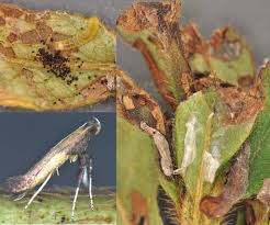 Attēlu rezultāti vaicājumam “Cameraria ohridella”