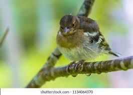 Attēlu rezultāti vaicājumam “Fringilla coelebs juvenile”