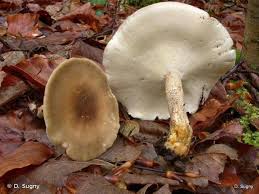 Attēlu rezultāti vaicājumam “Polyporus ciliatus”