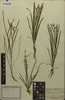 Attēlu rezultāti vaicājumam “Sparganium minimum”