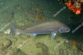 Image result for Argyrosomus japonicus