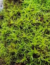 Attēlu rezultāti vaicājumam “Didymodon rigidulus”