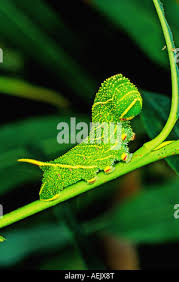 Attēlu rezultāti vaicājumam “Laothoe populi larva”
