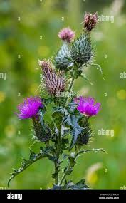Attēlu rezultāti vaicājumam “Cirsium vulgare flower”